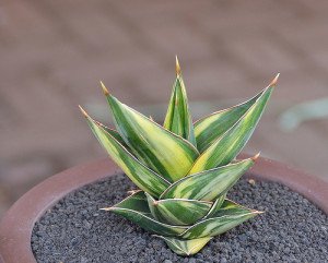 Snake plant come in a myriad of shapes and colors.