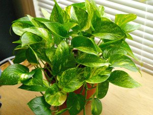 Golden pothos is an office plant with the heart of a tiger.