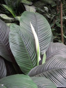 Large spathiphyllum make stunning specimens.