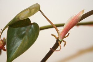 P. scandens is a very undemanding and attractive vining office plant.