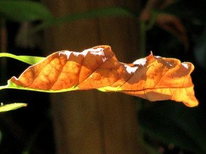 Sun scorch is a consequence of failing to gardually acclimatize your houseplant.