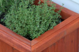 Box planters are attractive, but they are not the most practical way to plant herbs.
