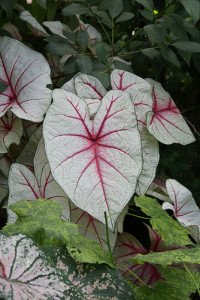 A colorful variation of Caladium bicolor