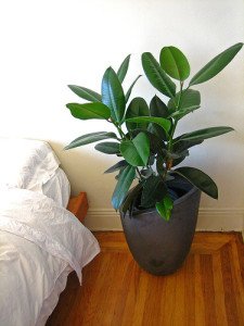 With it's sharp tropical look, it's no wonder why F. elastica is one of the most popular indoor trees.