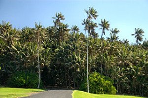 Kentia palm native habitat