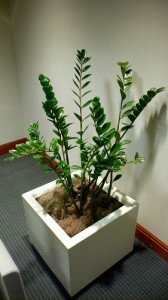 The ZZ plant makes an interesting and low-maintenance addition to the office.