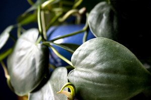 Heart-leaved philodendron are particularly low light indoor plants.