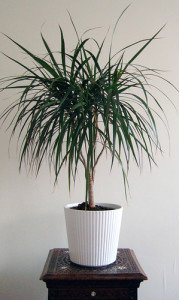 The more familiar look of the dragon tree when grown indoors.