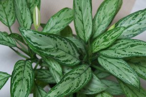 Chinese evergreen is a classic low light indoor plant species that no home or office should be without.