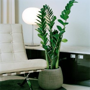 The ZZ plant: a true conversation piece among other low light indoor plants.