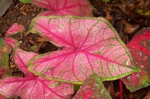 A reddish pink variation of Caladium bicolor