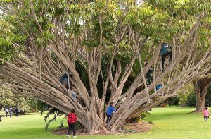 S. actinophylla grown outdoors in full sun can become a very large tree.