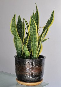 Snake plants make some of the toughest office plants.