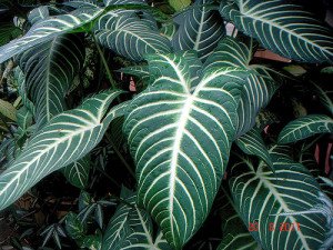 Elephant Ear Plant: the elegant and beautiful Caladium lindenii