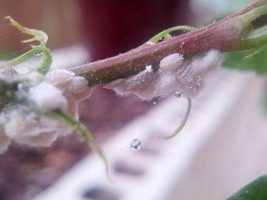 Mealybugs are a very damaging indoor plant pest that can infest many different species.