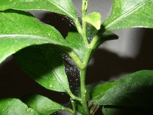 Spider mites can be very hard to eradicate and kill a houseplant rather quickly.