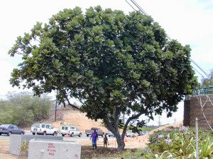 Ficus lyrata outdoors is a very different looking tree!