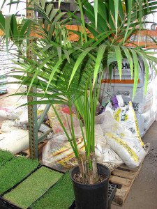 Kentia palm ready for sale