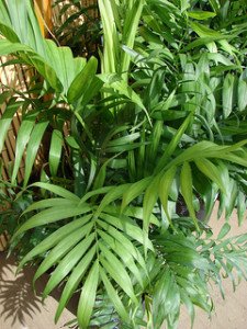 Parlor Palm - one of the toughest of all indoor palm trees.