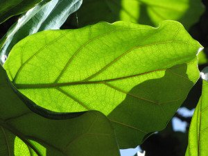 A health leaf of F. lyrata soaking up direct sunlight.