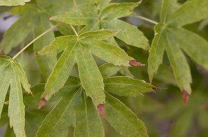 Japanese maple showing mild leaf tip burn.