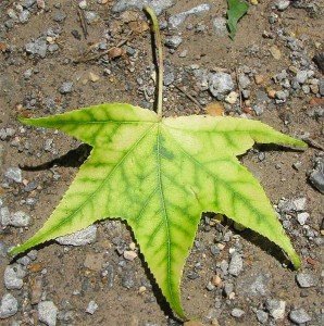 Sweetgum with telltale signs of iron choloris