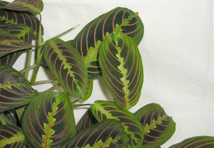 Prayer plant showing attractive foliage and leaf venation.